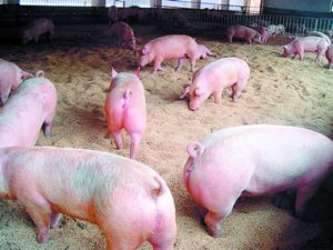 衡阳：持国家专利养猪的“农民发明家”