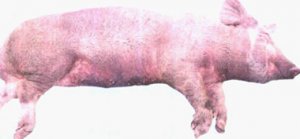 专家：非洲猪瘟将逼近德国 猪肉产业恐面临危机