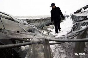 紧急！雨雪冰冻致江苏、湖北、重庆养殖场大面积塌毁，损失惨重