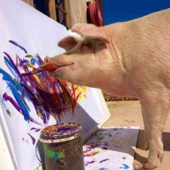 400斤大肥猪被誉为“猪加索”，一幅画卖到近3万元