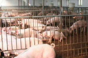 常德生猪交易大市场排放是否达标？？