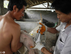 如何选择高效的猪伪狂犬疫苗，养殖户要牢