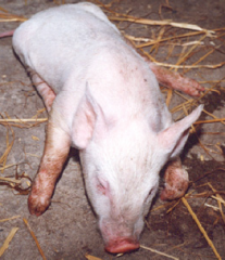 养猪日记：一例伪狂犬引起腹泻的治疗分享