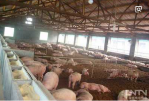 养猪场的生态“逆袭”生物发酵床24小时降解粪污