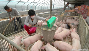 养猪中猪饲料的选择技巧，你知道吗？