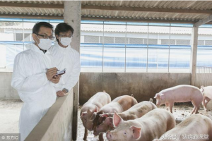 猪增生性回肠炎用药治疗，为什么效果不好