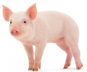 保育猪只分群和饲养的秘诀