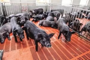 让你养猪场加速灭亡的因素你知道吗？