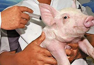 猪常用疫苗的正确接种方法，你知道吗？都在这里了