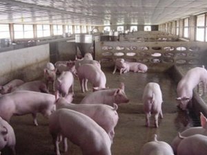 兰西：从强化基础入手发展现代农业 生猪
