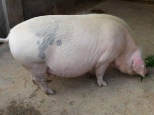 母猪90日龄还是110日龄更换哺乳料，仔猪