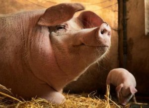 光照多少能让母猪生的多，育肥长的好？