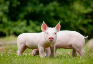 保育猪难养，原来和这个习性有关