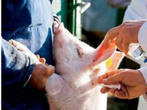 猪场最全面的猪群疫苗接种时间和种类方案