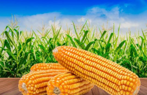 当前中储粮网增加投放地方玉米拍卖，全国