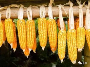 玉米价格全线下调，临储拍卖左右玉米后期走势！玉米跌势加快！