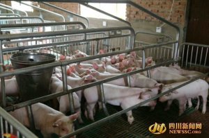 从下岗职工到“猪状元” ――梓潼县仁和镇张雄发展生猪养殖纪实