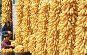临储玉米时代 玉米价格还要下跌吗？