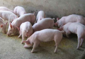 贫困户发展生猪养殖走上致富路 一年纯收入5万多