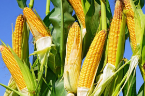 农业农村部：农户要避免盲目扩张玉米生产