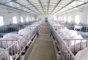 环保税重压下未来10年养猪业局势大变化