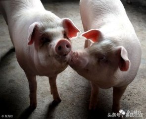 中国规模养猪“十不靠谱”！