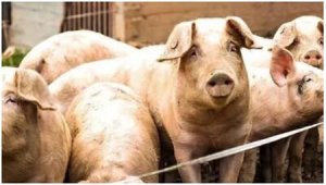 猪饲料的配方要求与霉菌毒素危害的主要表现