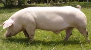 高繁殖性能闻名于世的丹系种猪，您了解吗