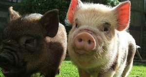 杀一头猪亏5.41美元，美国猪肉加工企业利润降至三年低位