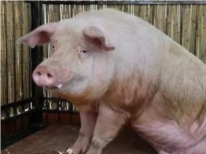 哺乳母猪掉膘严重，养猪人该如何采取措施？