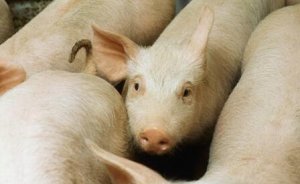 “二氧化碳荒”愁坏英国养猪场