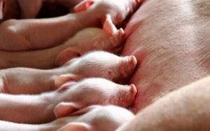 猪群排毒如何加快生猪的新陈代谢？