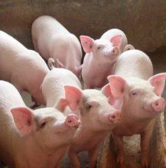 猪场除臭，关键得在饲料中添加什么才能驱除？