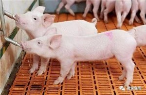 夏季喂猪的“五不要”，养猪人你都知道吗？