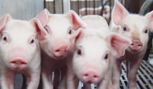 国外养猪增重的五种妙法！养猪人值得收藏！