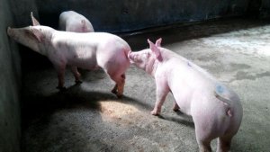 配种前后备母猪应经过几个发情周期？瘦母猪在配种后能否多饲喂日粮？