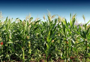 玉米拍卖继续高密度推进，下半年行情还能