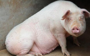 对于空怀期的母猪饲养有一半以上养猪场做错了！