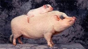 天康生物：猪用口蹄疫O/A二价苗预计年底获得生产批号