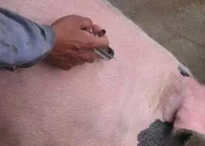 头孢菌素类药物在养猪生产中的科学妙用！