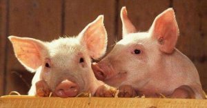 规模生猪养殖场“半年大考验”，决定存留？