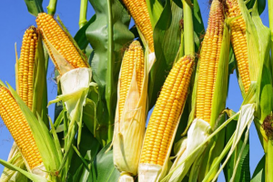 暴雨与高温来袭 今年玉米产量有点悬？