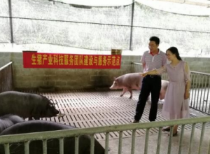 广西生猪产业科技服务团队为天峨县贫困村捐赠种公猪