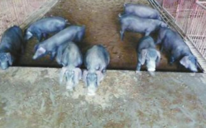 斥资20万引进种猪，生态化养殖养出品质猪