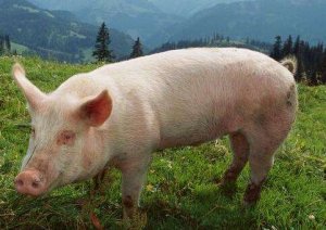 外种猪遗传改良进展与发展趋势