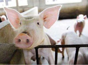 从国内外分析我国养猪业面临挑战：粪污处