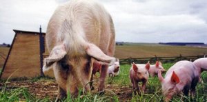 387头加拿大种猪进境接受隔离检疫，天津