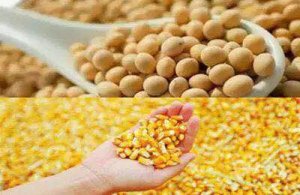 “玉米-大豆”复合种植亩增400元