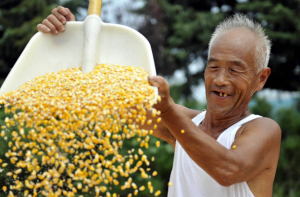 农发行河北省分行30亿元资金支持玉米收购