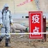 北京房山：3337头生猪已进行扑杀和无害化